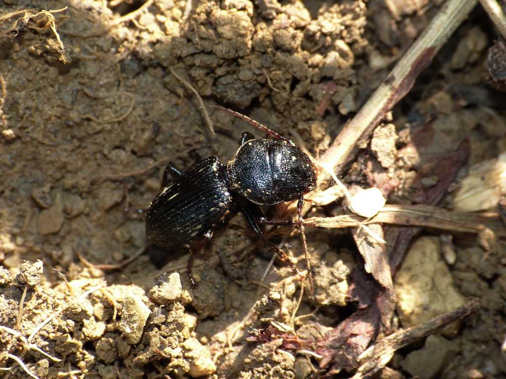 Ditomus clypeatus - Tolfa (RM)